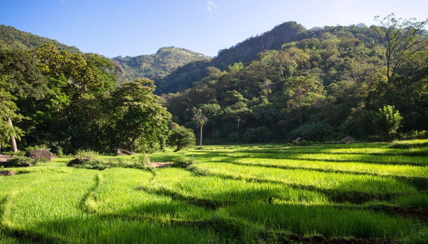 Knuckles Mountain Private Hiking Tour - Foto 3