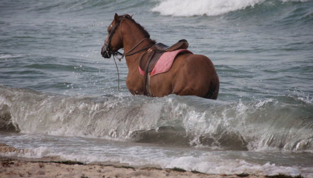 Paseo a caballo por la laguna de Djerba - Foto 5