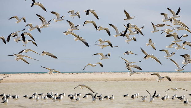 Paseo a caballo por la laguna de Djerba - Foto 4