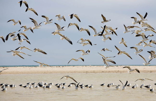 Horse Riding in Djerba Lagoon - Foto 4