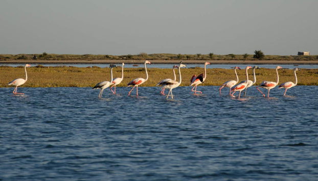 Paseo a caballo por la laguna de Djerba - Foto 3