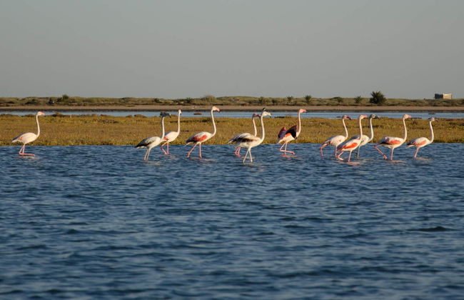 Horse Riding in Djerba Lagoon - Foto 3
