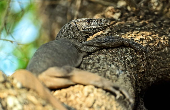 Kaudulla National Park Private Safari - Foto 6