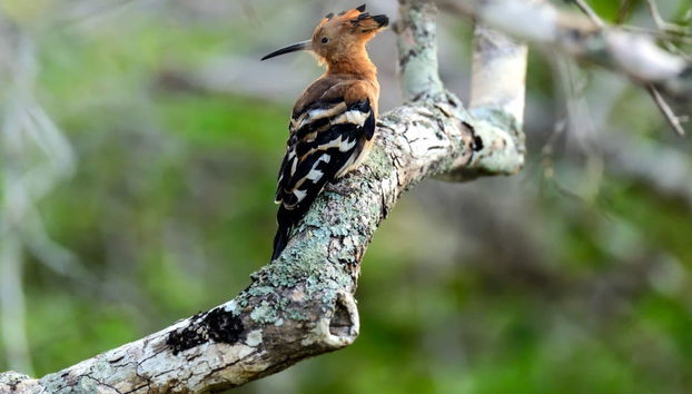 Private Kaudulla National Park Safari - Foto 3