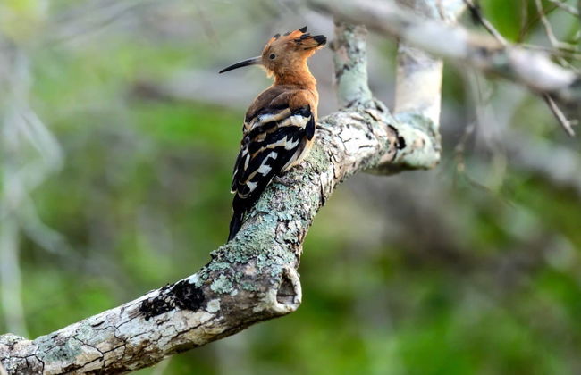 Kaudulla National Park Private Safari - Foto 5