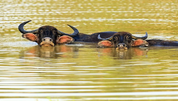 Private Kaudulla National Park Safari - Foto 4