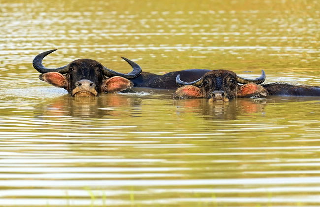 Kaudulla National Park Private Safari - Foto 2