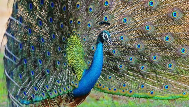 Private Kaudulla National Park Safari - Foto 2