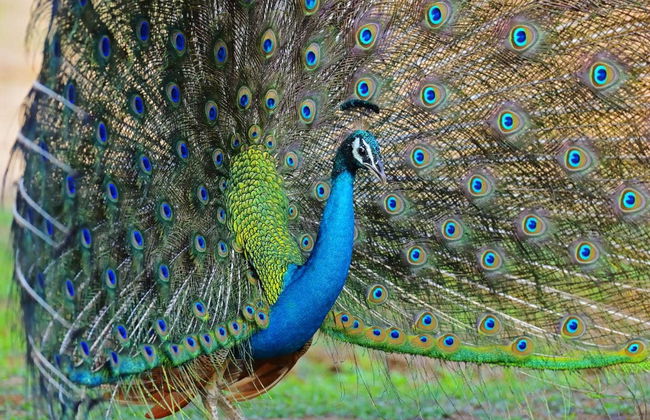 Kaudulla National Park Private Safari - Foto 4