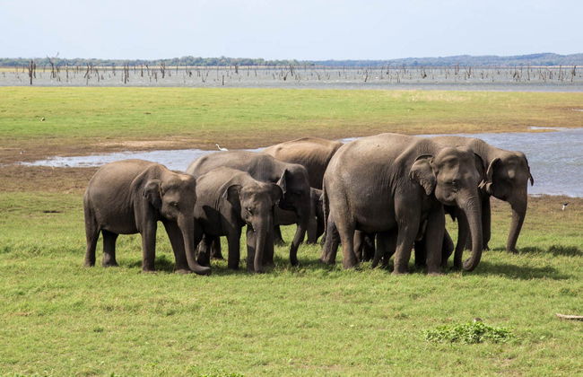 Kaudulla National Park Private Safari - Foto 1