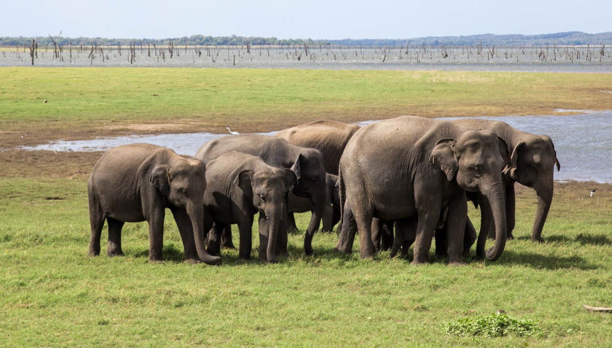 Kaudulla National Park Private Safari - Foto 1