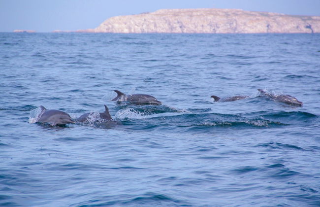 Excursion aux îles Marietas en bateau à moteur - Photo 3
