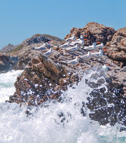 Foto de Marietas Islands Speedboat Tour