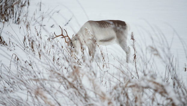 Levi Snowmobile Tour - Photo 5