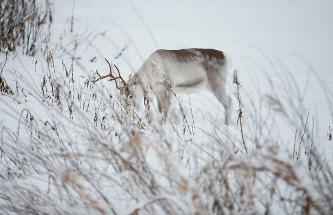 Levi Snowmobile Tour - Photo 5