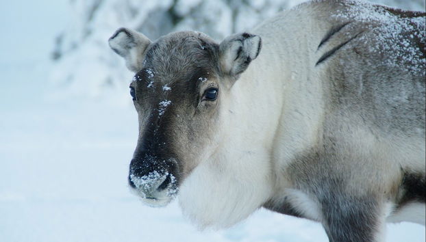 Levi Snowmobile Tour - Photo 3