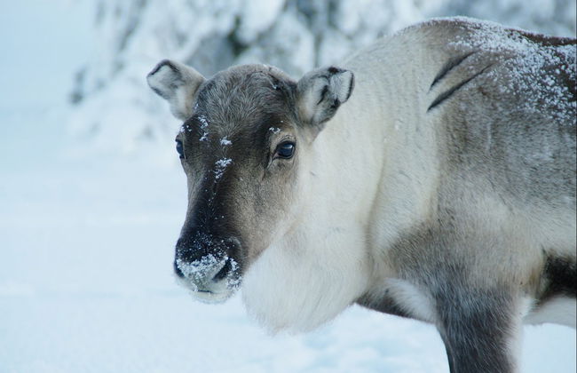 Levi Snowmobile Tour - Photo 3