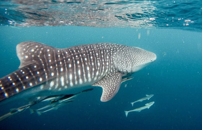 Snorkel con tiburones ballena y mantarrayas - Foto 7