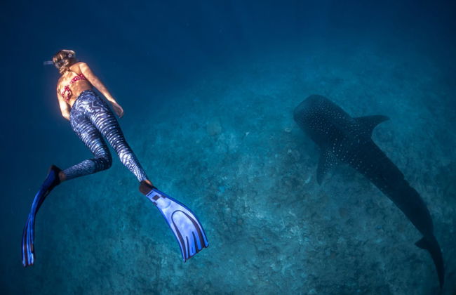 Snorkel con tiburones ballena y mantarrayas - Foto 6