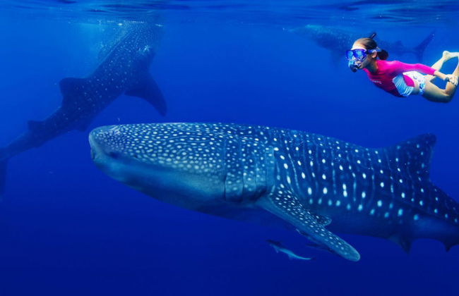 Snorkel con tiburones ballena y mantarrayas - Foto 4