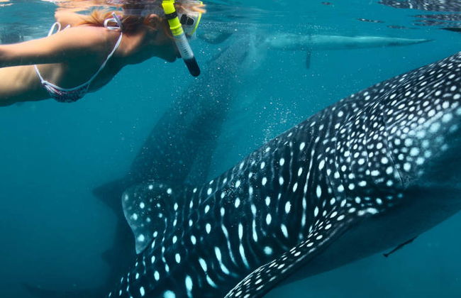 Snorkel con tiburones ballena y mantarrayas - Foto 8
