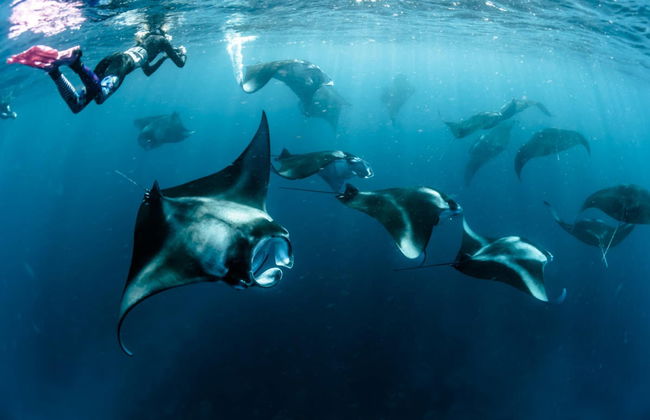 Snorkel con tiburones ballena y mantarrayas - Foto 3