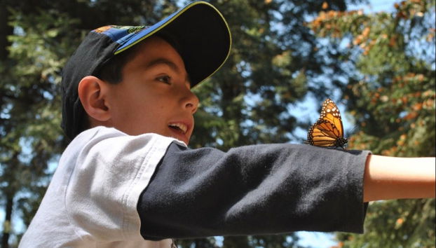 Excursión al santuario de mariposas monarca Sierra Chincua - Foto 3