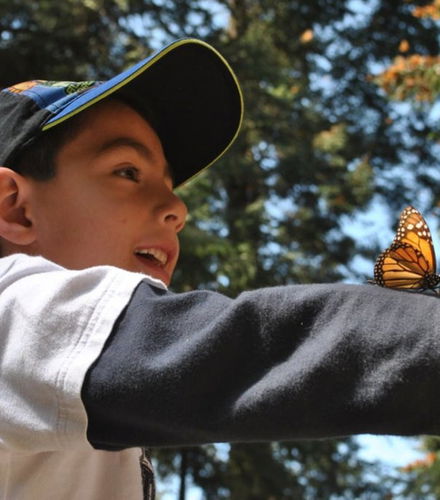 Foto de Excursión al santuario de mariposas monarca Sierra Chincua