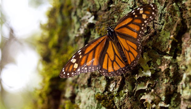 Excursión al santuario de mariposas monarca Sierra Chincua - Foto 5