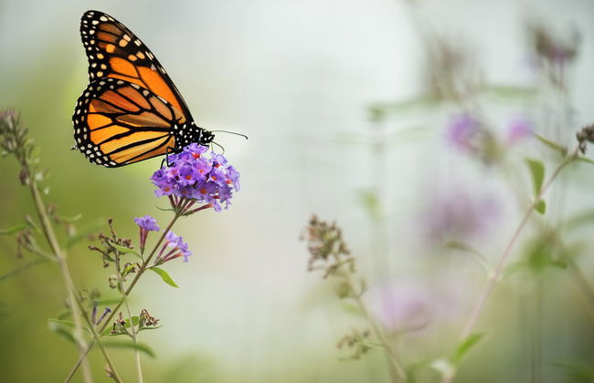 Excursión al santuario de mariposas monarca Sierra Chincua - Foto 1