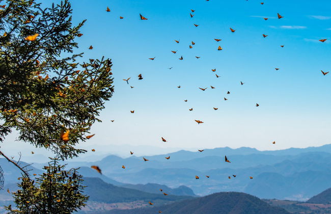 Excursión al santuario de mariposas monarca Sierra Chincua - Foto 6