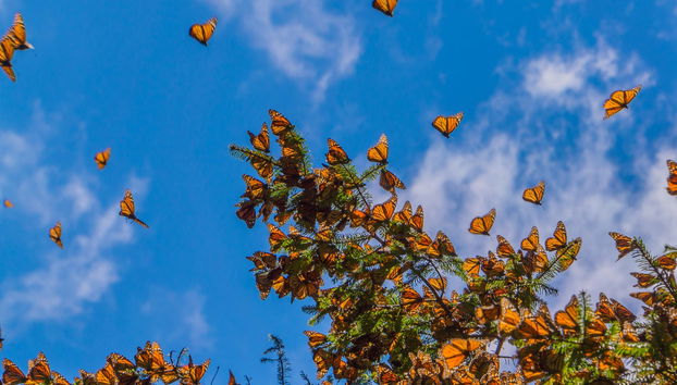 Excursión al santuario de mariposas monarca Sierra Chincua - Foto 2