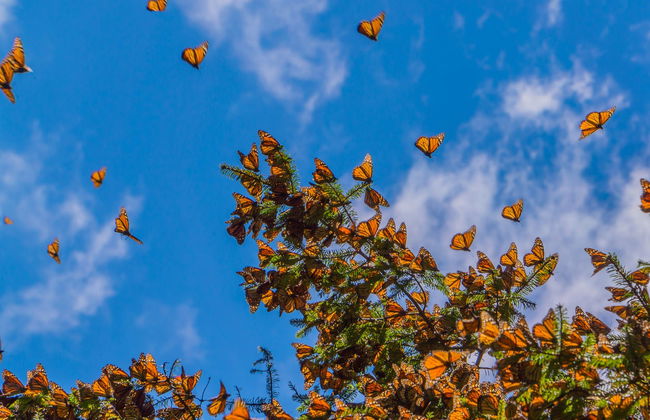 Excursión al santuario de mariposas monarca Sierra Chincua - Foto 2