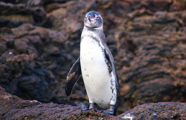 Bartolomé Island Tour - Foto 4