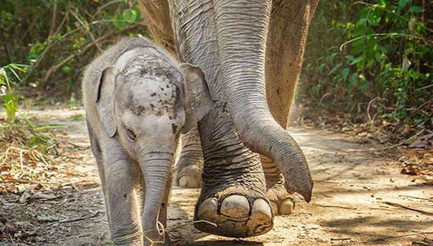 Visita al santuario de elefantes - Foto 3