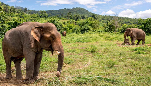 Visita al santuario de elefantes - Foto 4