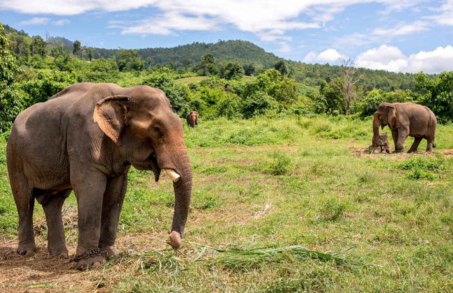 Visita al santuario de elefantes - Foto 4