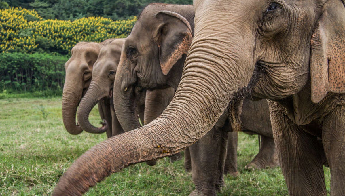 Visita al santuario de elefantes - Foto 1