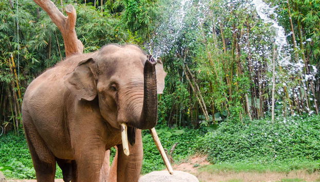 Visita al santuario de elefantes - Foto 2