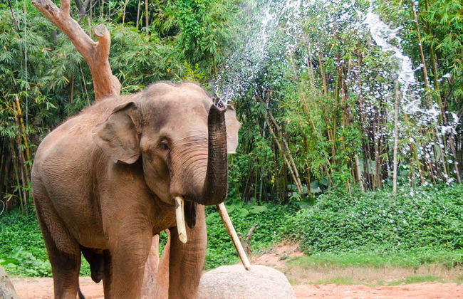 Visita al santuario de elefantes - Foto 2