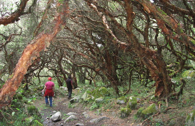 Excursión al Parque Nacional Huascarán + Laguna Chinancocha - Foto 4