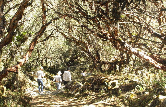 Excursión al Parque Nacional Huascarán + Laguna Chinancocha - Foto 5