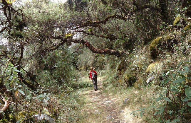 Excursión al Parque Nacional Huascarán + Laguna Chinancocha - Foto 3