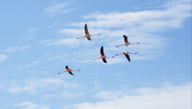 Alquiler de kayak en Fuzeta - Foto 4