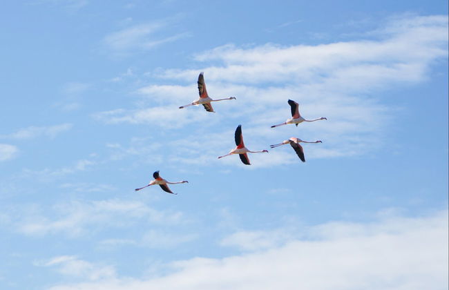 Alquiler de kayak en Fuzeta - Foto 4