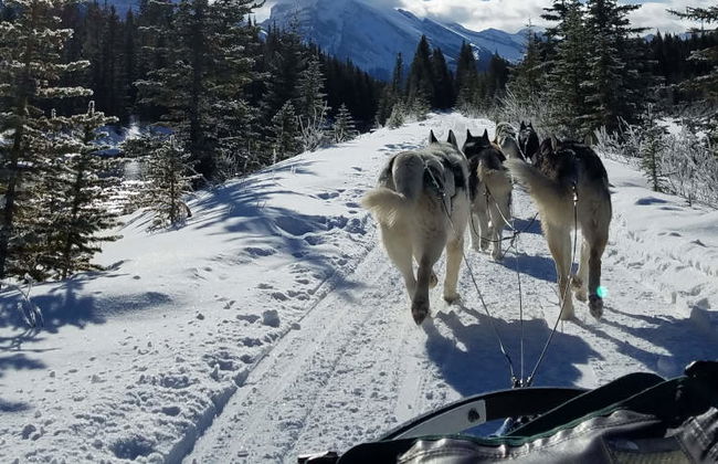 Paseo en trineo de perros husky - Foto 6