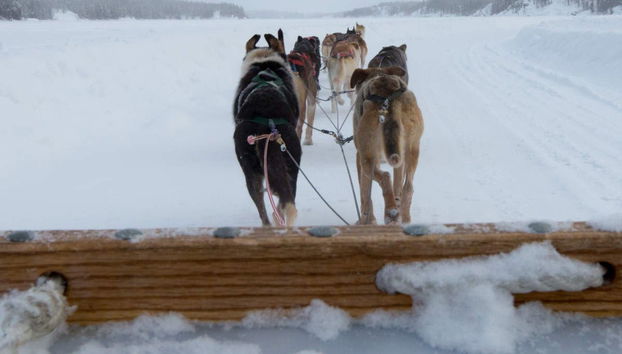 Passeio de trenó de huskies - Foto 3
