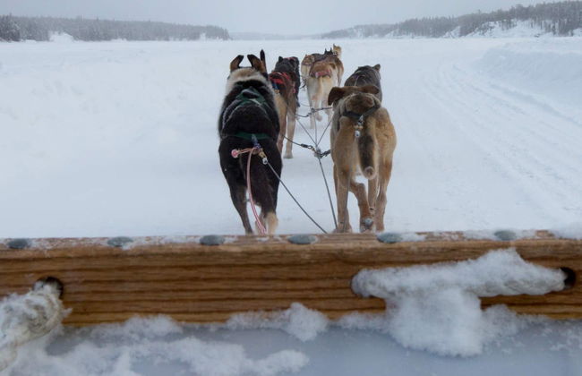 Passeio de trenó de huskies - Foto 3