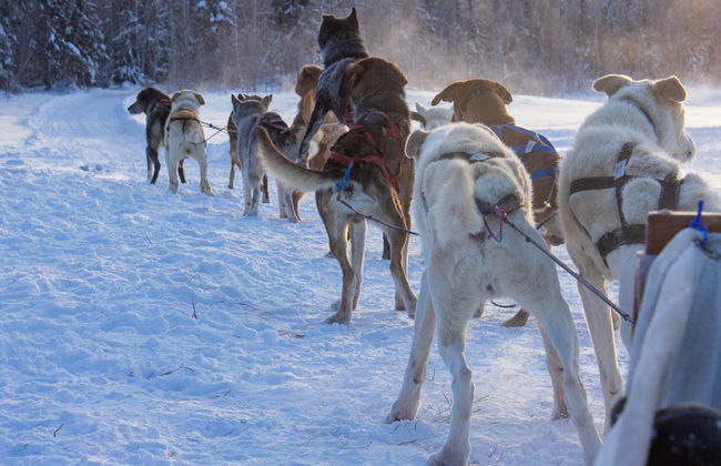 Passeio de trenó de huskies - Foto 1