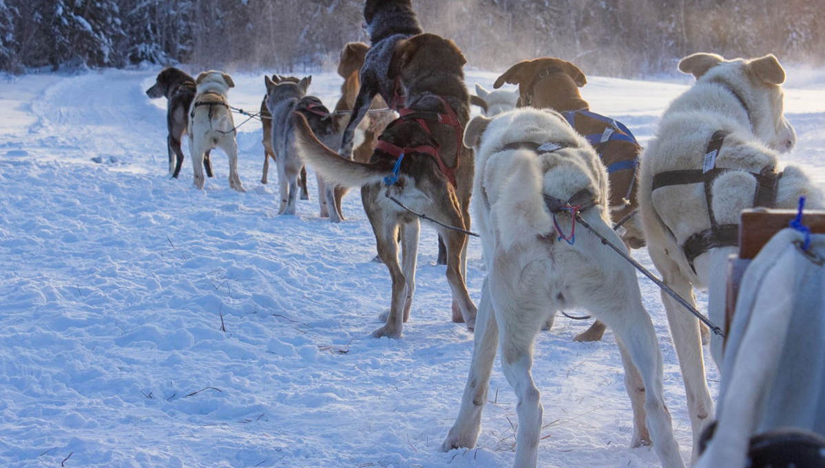 Passeio de trenó de huskies - Foto 1